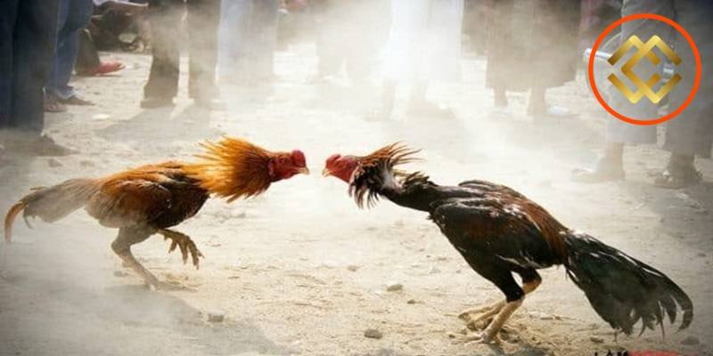 Đá gà sôi động và gay cấn tại MCW